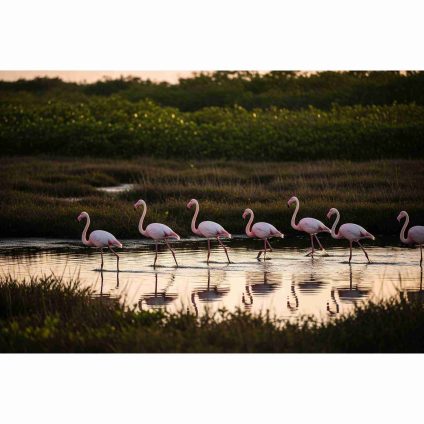 Rinnovabili • fenicotteri-risaie-delta-del-po
