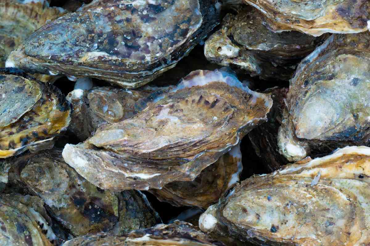 Ripristinare le barriere coralline: le ostriche tornano a vivere tra le pale eoliche