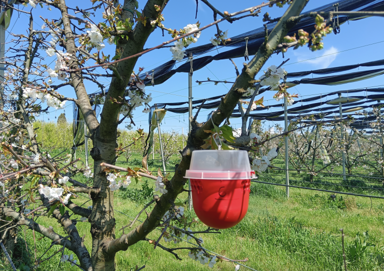 Combattere gli insetti alieni con sistemi di monitoraggio innovativi e trappole intelligenti