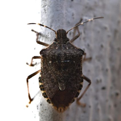 Rinnovabili • Insetti infestanti, l’EFSA ha aggiornato l’elenco degli organismi nocivi prioritari