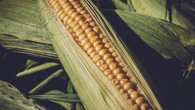 Rinnovabili • Sistemi alimentari, guardare al passato per delineare una tabella di marcia per il futuro