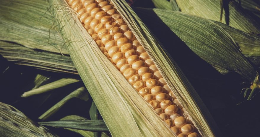 Rinnovabili • Sistemi alimentari, guardare al passato per delineare una tabella di marcia per il futuro