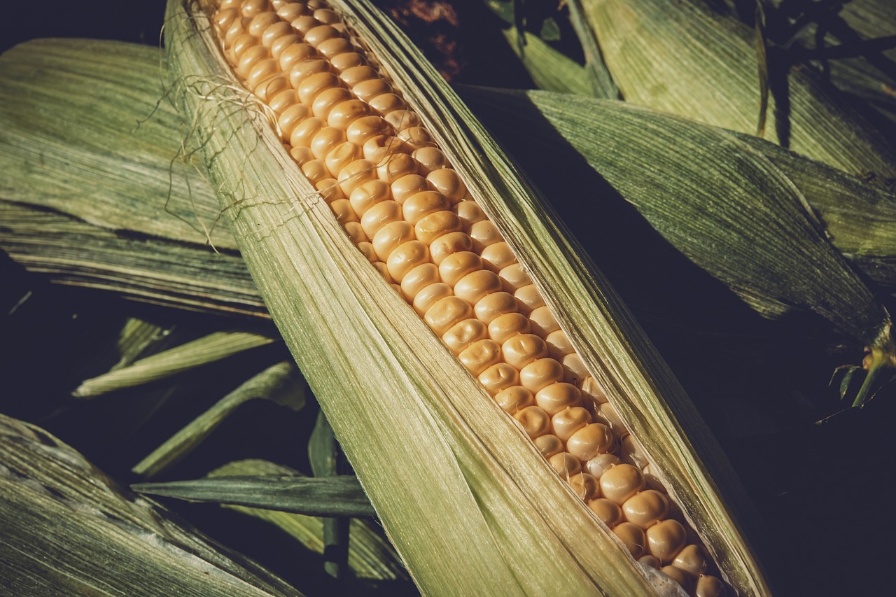 Rinnovabili • Sistemi alimentari, guardare al passato per delineare una tabella di marcia per il futuro