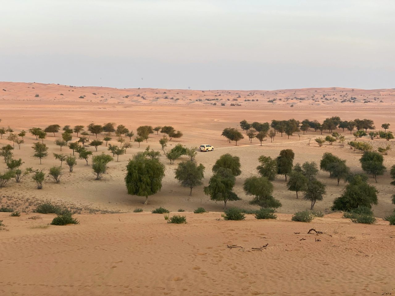 Rinnovabili • Produzione agricola e clima arido, l’esperienza dell’Arabia Saudita