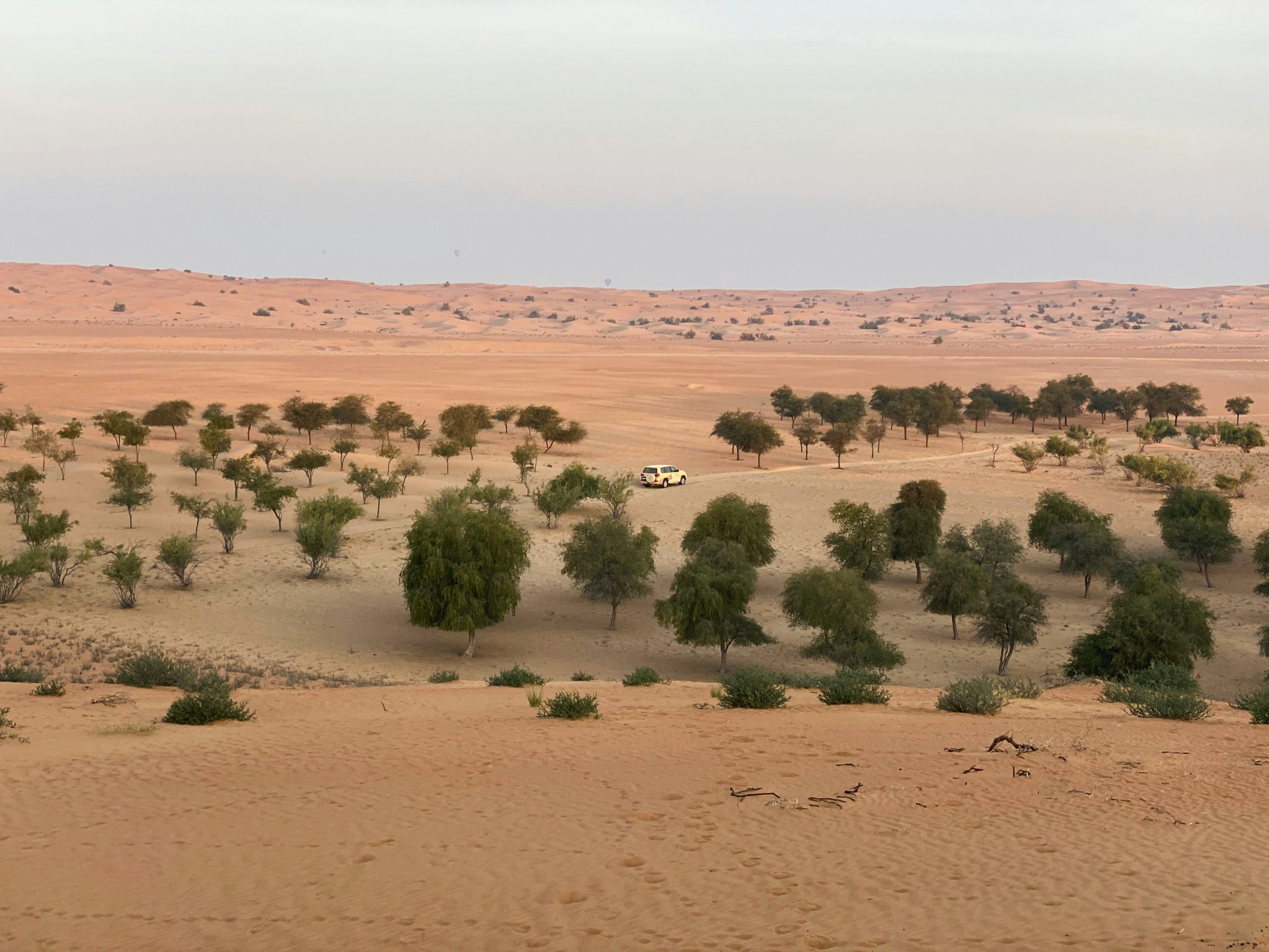 Produzione agricola e clima arido, l’esperienza dell’Arabia Saudita