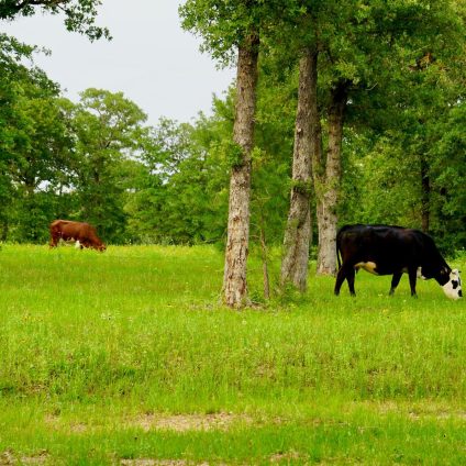Rinnovabili • Ridurre le pratiche agricole nell’Unione Europea potrebbe migliorare il clima e la biodiversità?