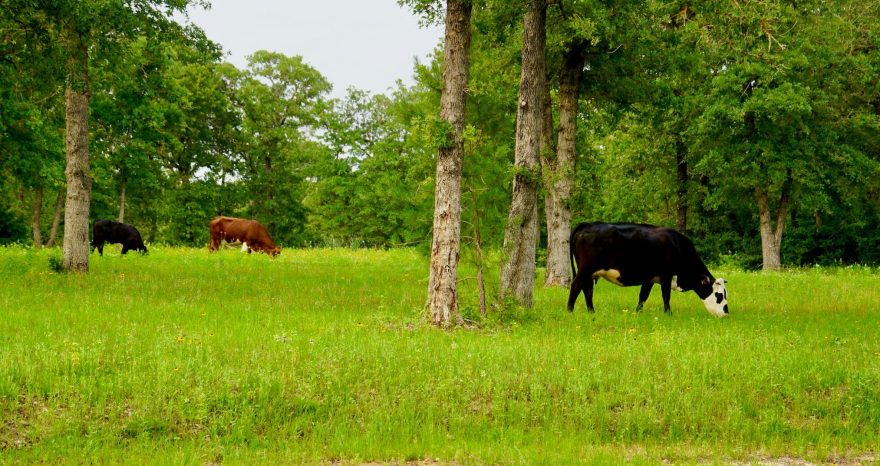 Rinnovabili • Ridurre le pratiche agricole nell’Unione Europea potrebbe migliorare il clima e la biodiversità?