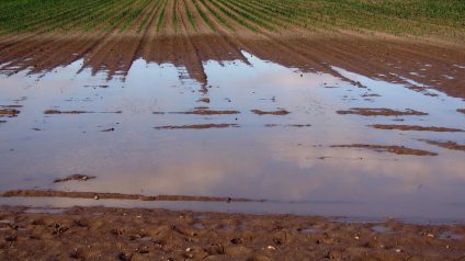 Rinnovabili • Sicurezza alimentare globale, i dati della Banca Mondiale