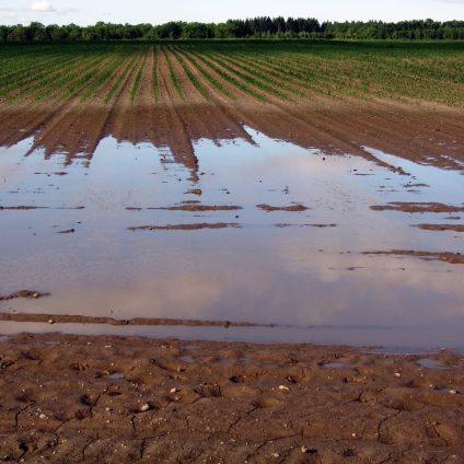 Rinnovabili • Sicurezza alimentare globale, i dati della Banca Mondiale