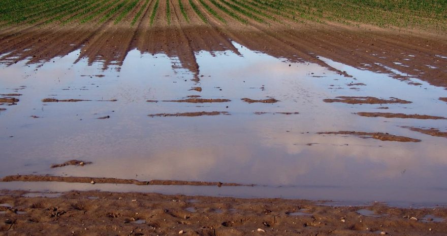 Rinnovabili • Sicurezza alimentare globale, i dati della Banca Mondiale