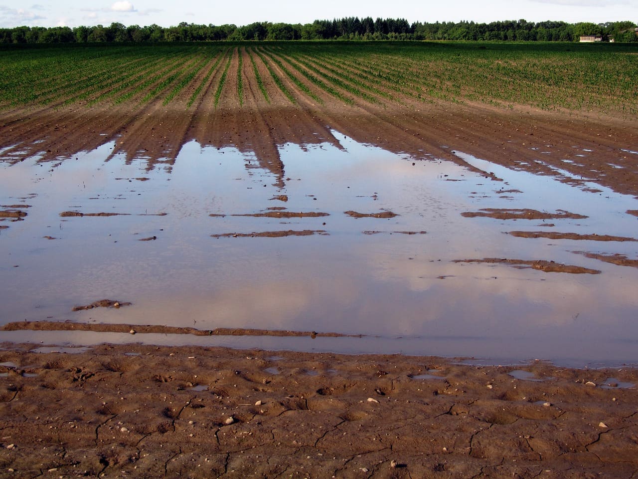 Rinnovabili • Sicurezza alimentare globale, i dati della Banca Mondiale