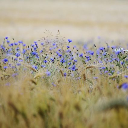 Rinnovabili • Approvato il DDL “Misure di consolidamento e sviluppo del settore agricolo”