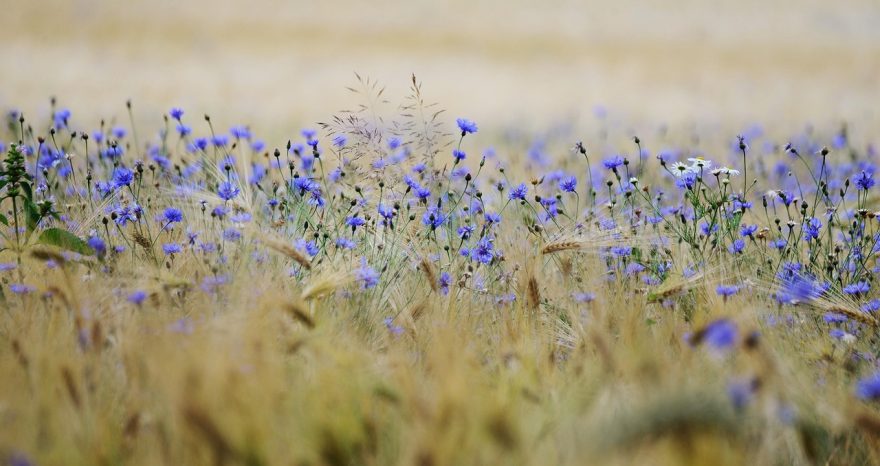 Rinnovabili • Approvato il DDL “Misure di consolidamento e sviluppo del settore agricolo”