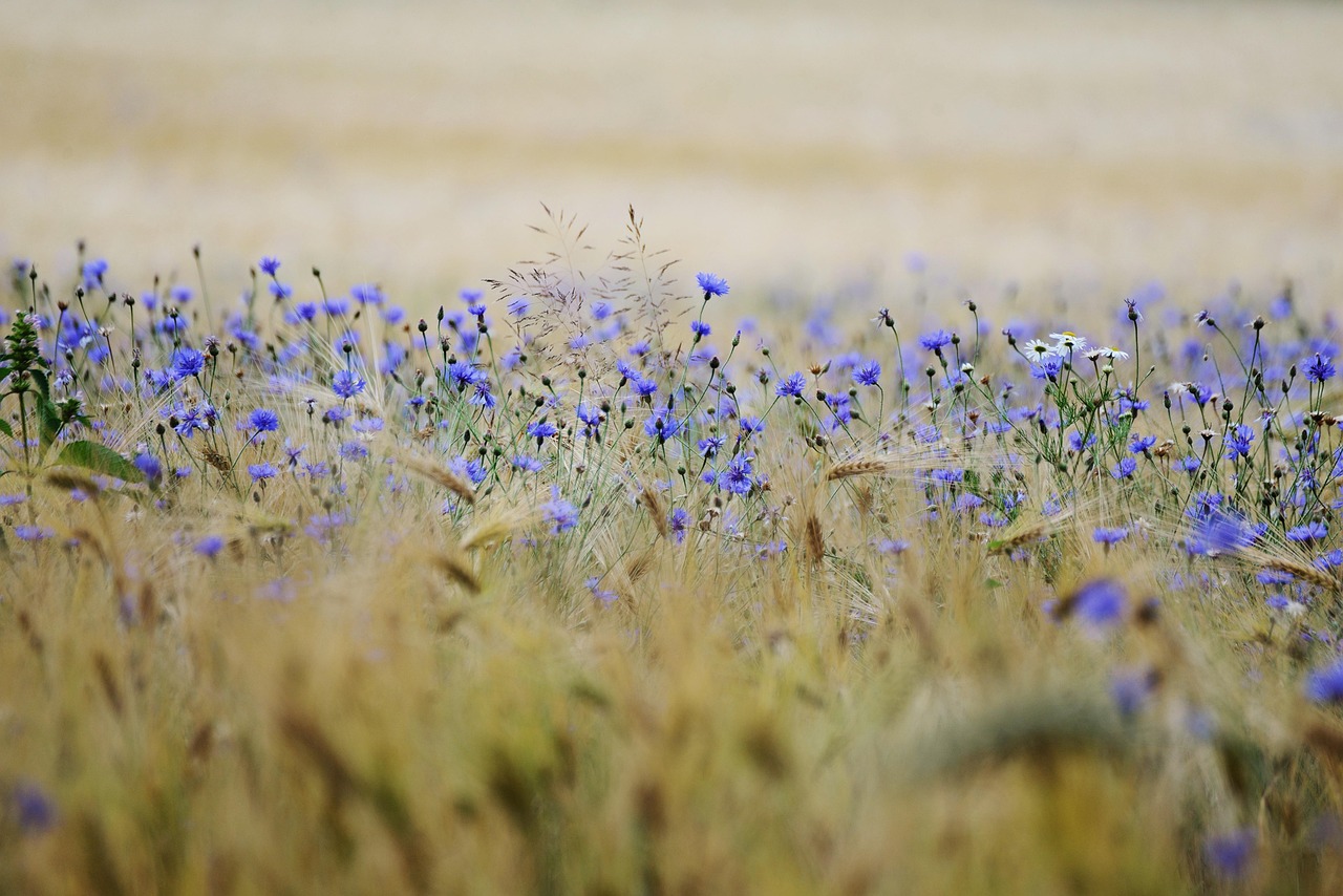 Approvato il DDL “Misure di consolidamento e sviluppo del settore agricolo”