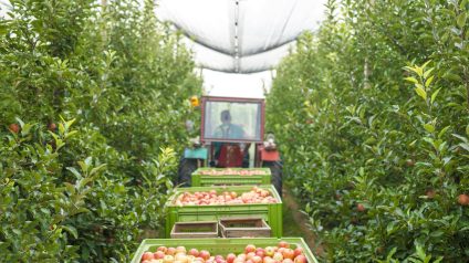 Rinnovabili • La pacciamatura fatta con i capelli salverà l’agricoltura in Cile?
