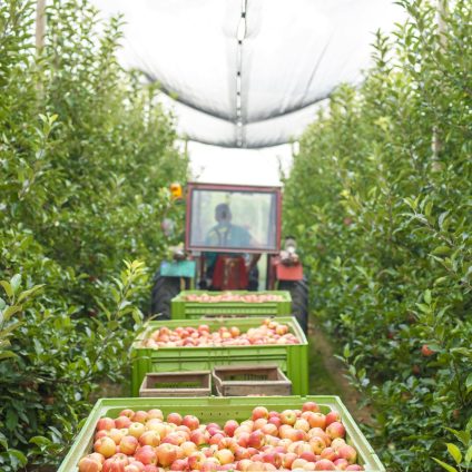 Rinnovabili • La pacciamatura fatta con i capelli salverà l’agricoltura in Cile?