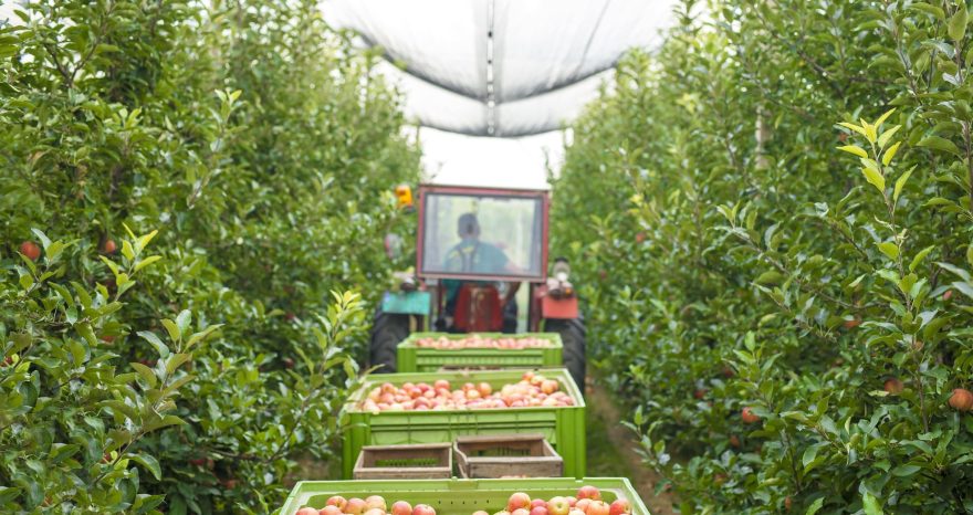 Rinnovabili • La pacciamatura fatta con i capelli salverà l’agricoltura in Cile?
