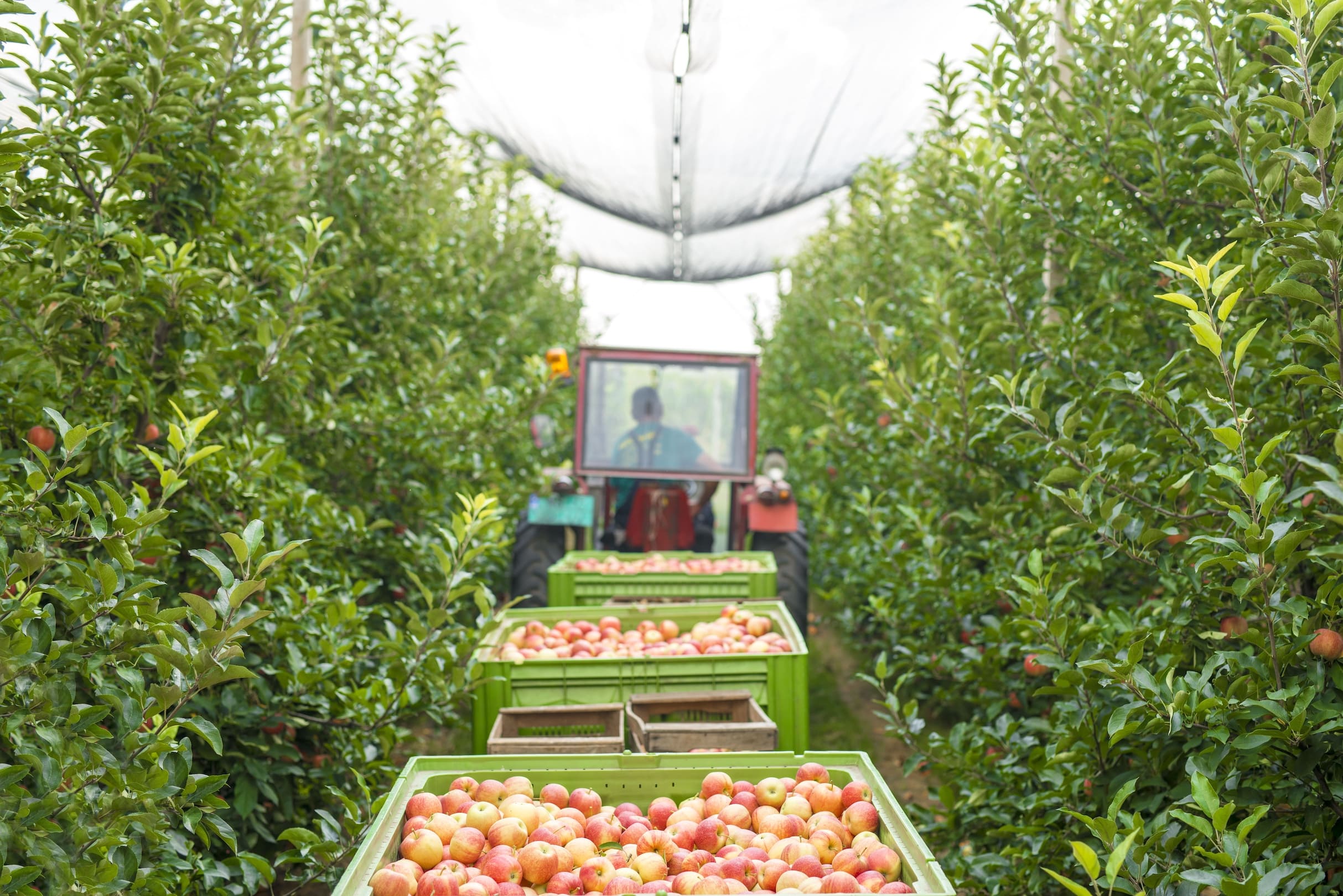 Rinnovabili • La pacciamatura fatta con i capelli salverà l’agricoltura in Cile?