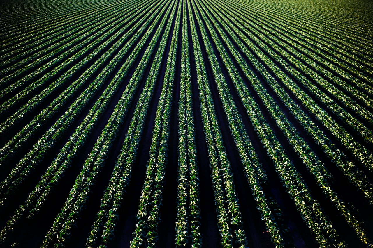 Rinnovabili • L’adattamento al cambiamento climatico conterrà le perdite dei sistemi alimentari?