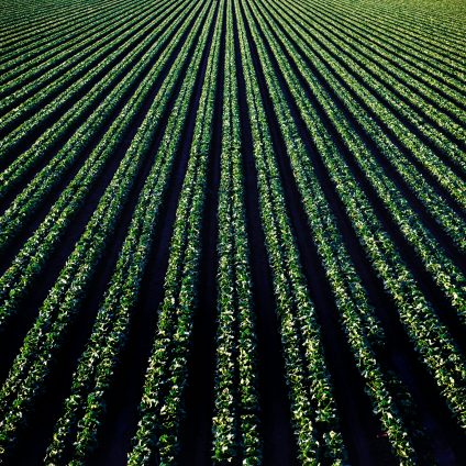 Rinnovabili • L’adattamento al cambiamento climatico conterrà le perdite dei sistemi alimentari?
