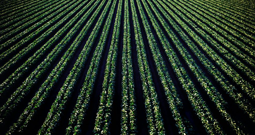 Rinnovabili • L’adattamento al cambiamento climatico conterrà le perdite dei sistemi alimentari?