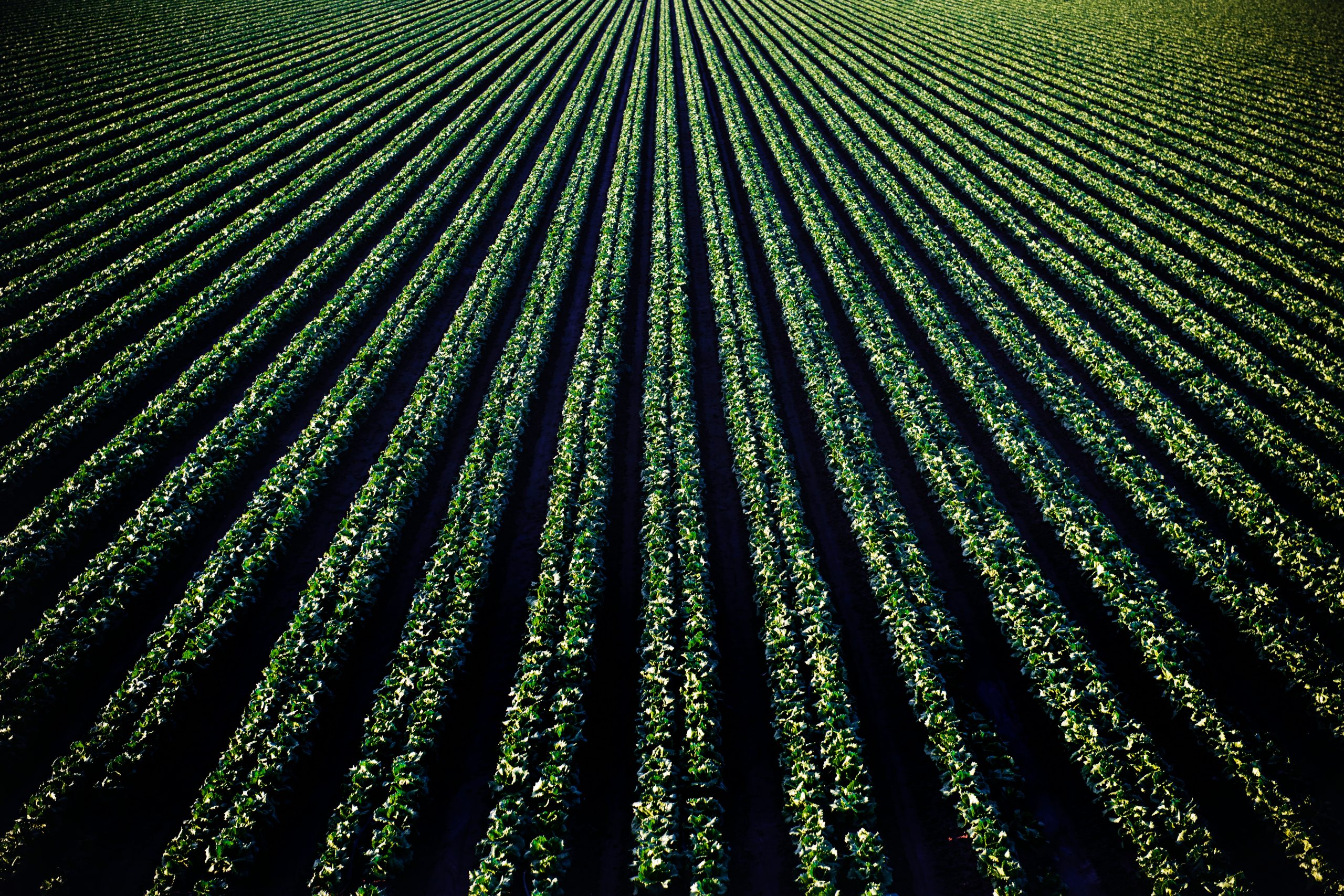L’adattamento al cambiamento climatico conterrà le perdite dei sistemi alimentari?