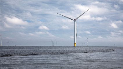 Rinnovabili • Primo raccolto presso l'innovativa coltivazione di alghe marine nel Mare del Nord