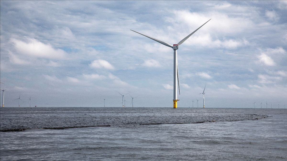 Primo raccolto presso l'innovativa coltivazione di alghe marine nel Mare del Nord