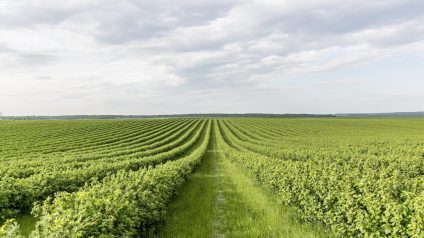Rinnovabili • Sistemi alimentari, le 3 barriere che ne impediscono la completa sostenibilità