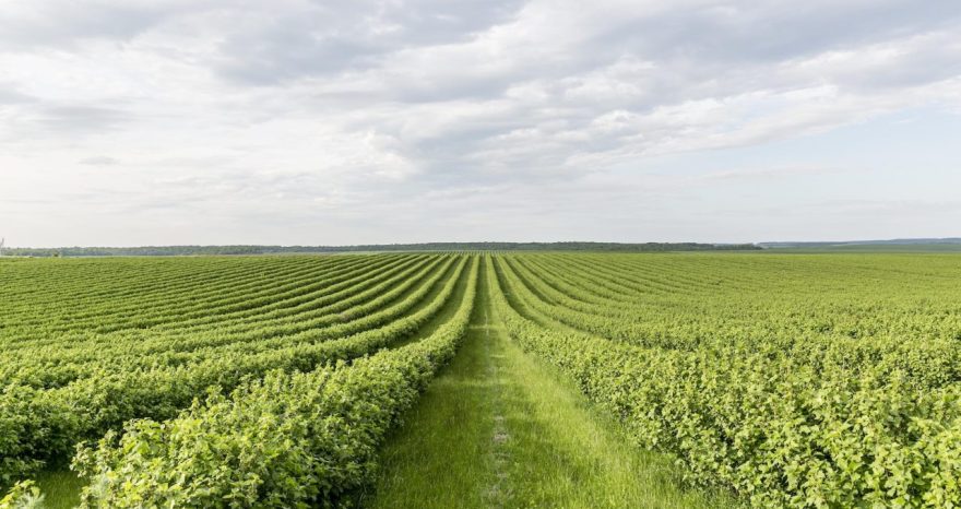Rinnovabili • Sistemi alimentari, le 3 barriere che ne impediscono la completa sostenibilità