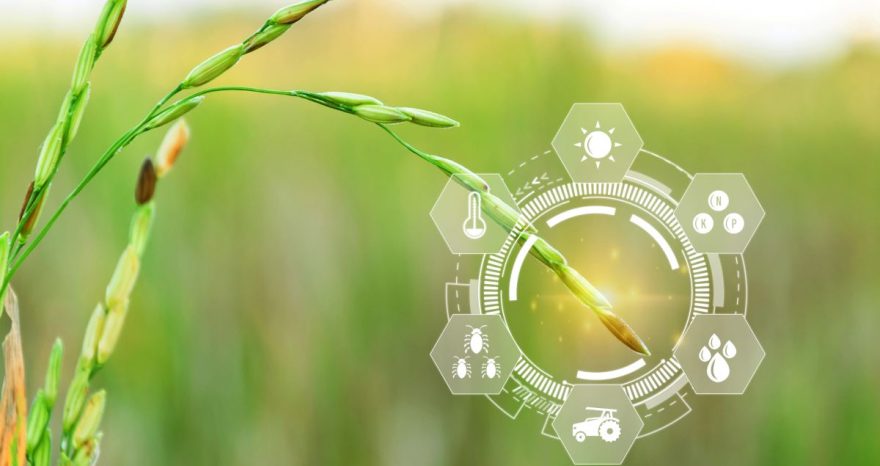 Rinnovabili • Sarà l’intelligenza artificiale a rimodellare il futuro dei sistemi alimentari globali?