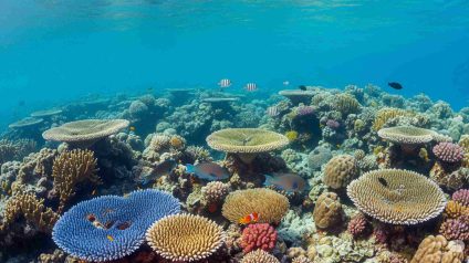 Rinnovabili • barriera-corallina-australia