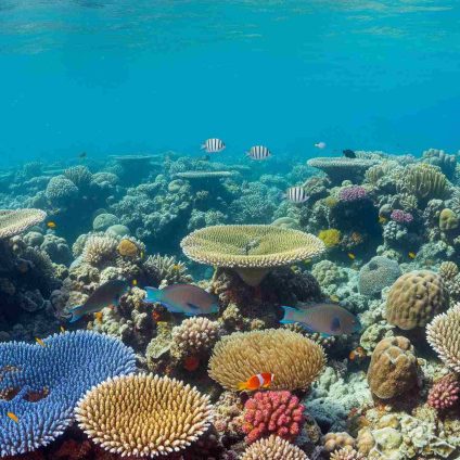 Rinnovabili • barriera-corallina-australia