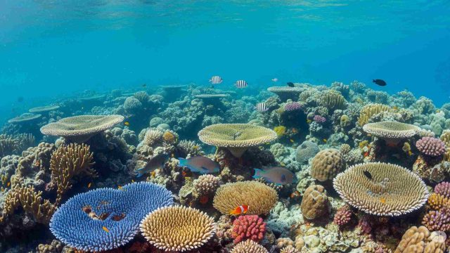 Rinnovabili • barriera-corallina-australia