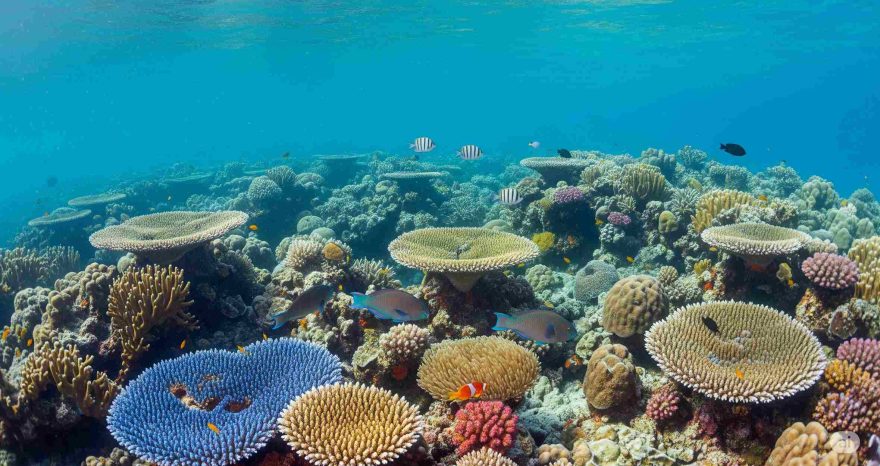 Rinnovabili • barriera-corallina-australia