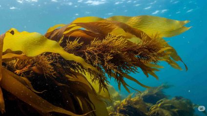 Rinnovabili • fotosintesi-terra-oceano