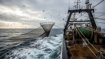 Rinnovabili • Pesca a strascico nel Mediterraneo riduce la biodiversità.