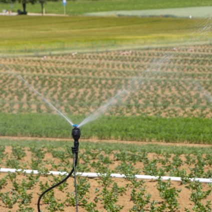 Rinnovabili • Il risparmio idrico, perché è vitale per l’agricoltura