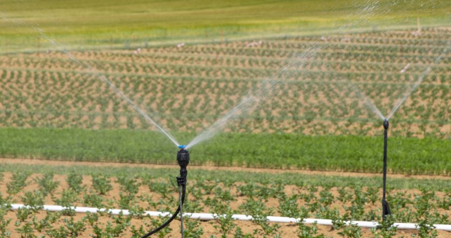 Rinnovabili • Il risparmio idrico, perché è vitale per l’agricoltura