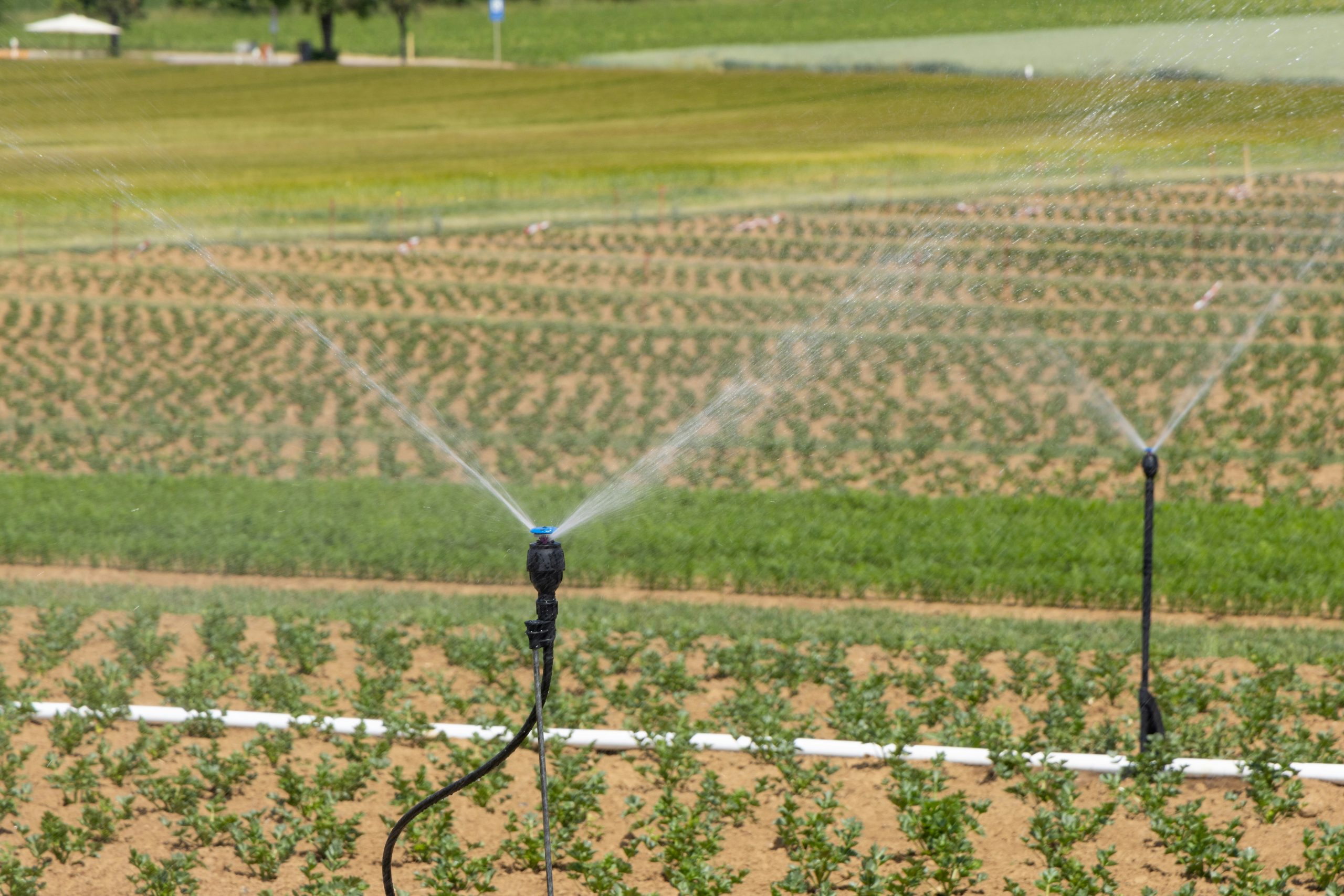 Risparmio idrico, perché è vitale per l’agricoltura