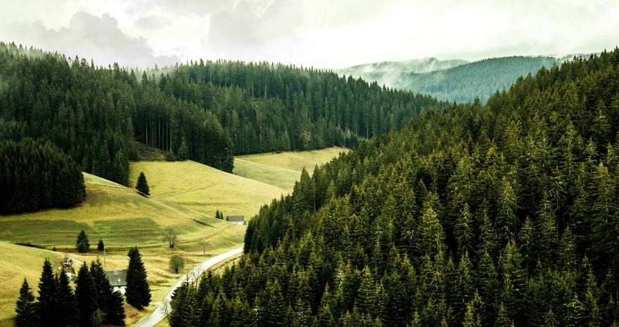 Rinnovabili • Pozzi di carbonio, un argine al riscaldamento del Pianeta