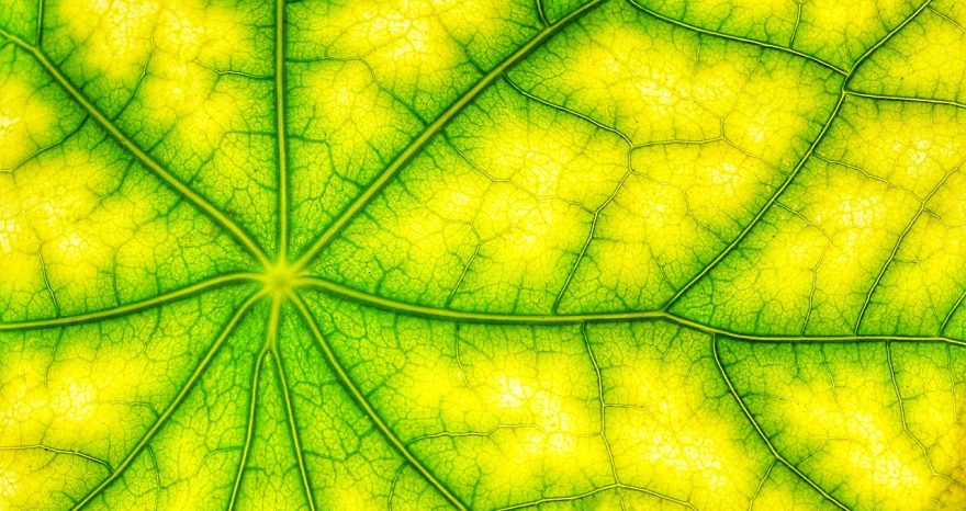 Rinnovabili • Una proteina aiuta le piante a difendersi dalla luce solare troppo intensa