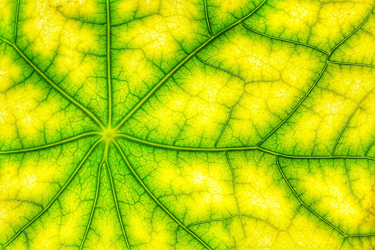 Una proteina aiuta le piante a difendersi dalla luce solare troppo intensa