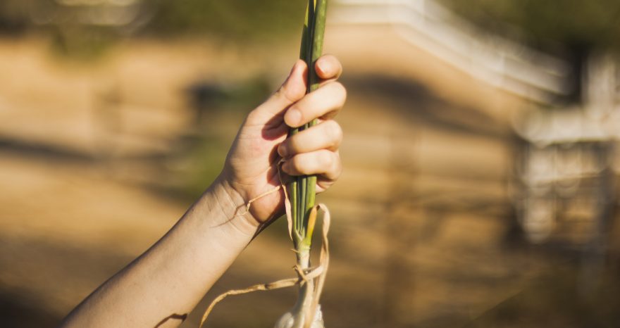 Rinnovabili • Agricoltura rigenerativa, uno studio sulle aziende agricole europee
