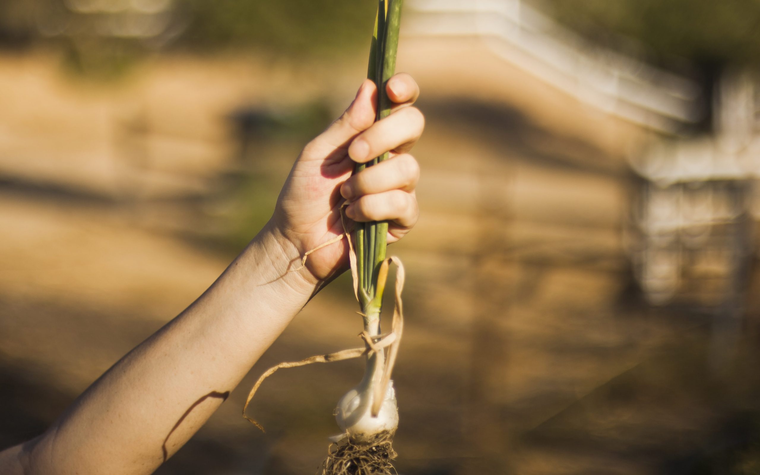 Agricoltura rigenerativa, uno studio sulle aziende agricole europee