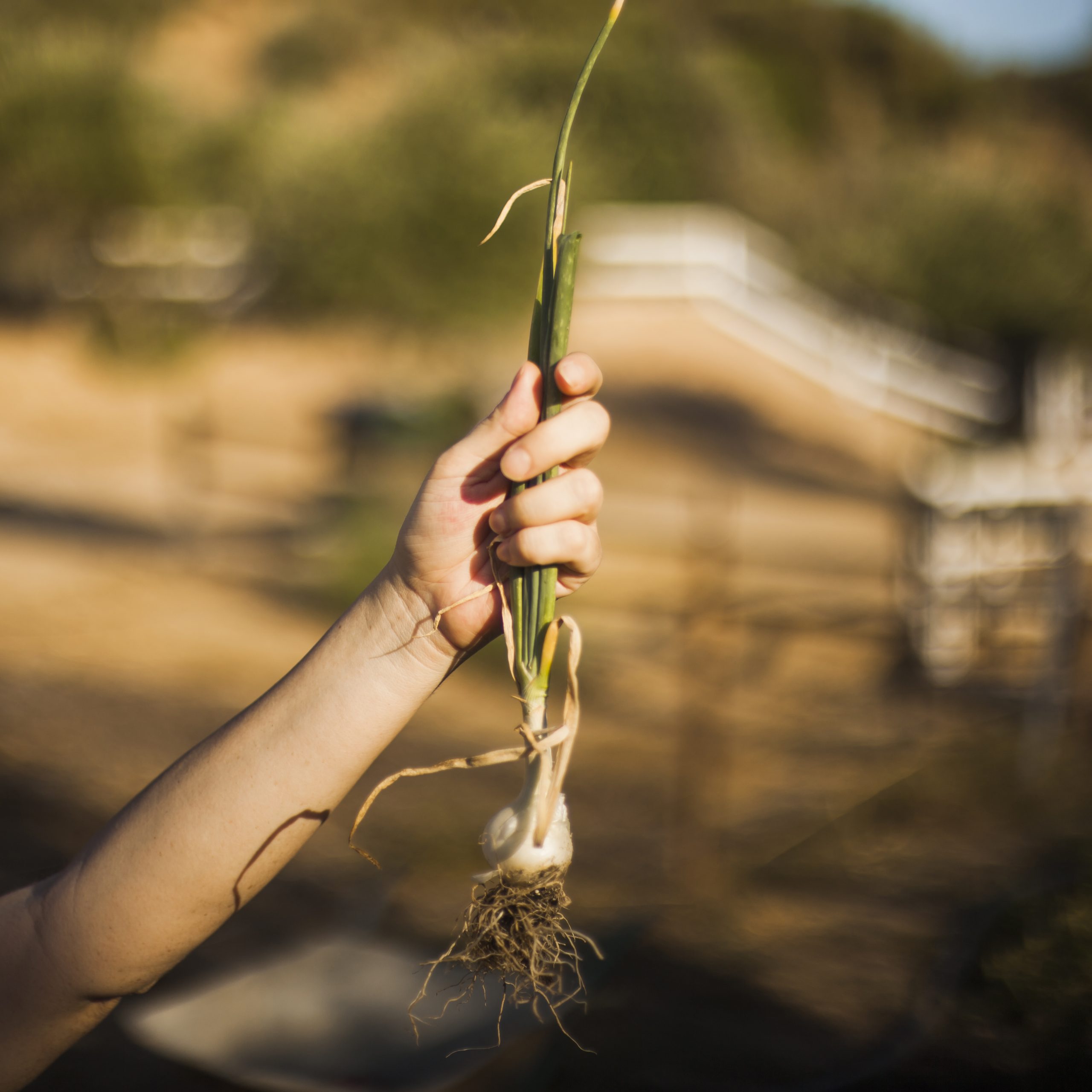 L’agricoltura rigenerativa può ridurre di circa l’84% le emissioni delle coltivazioni UE