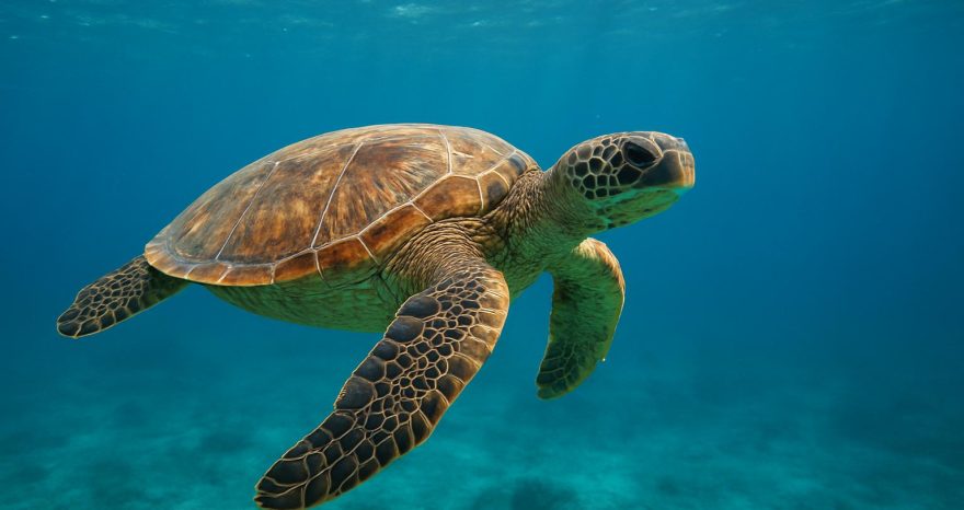 Rinnovabili • trattato-protezione-alto-mare