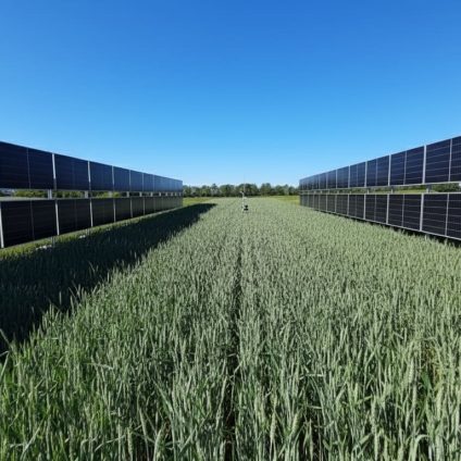 Rinnovabili • Agrivoltaico verticale, caso studio su un campo di grano