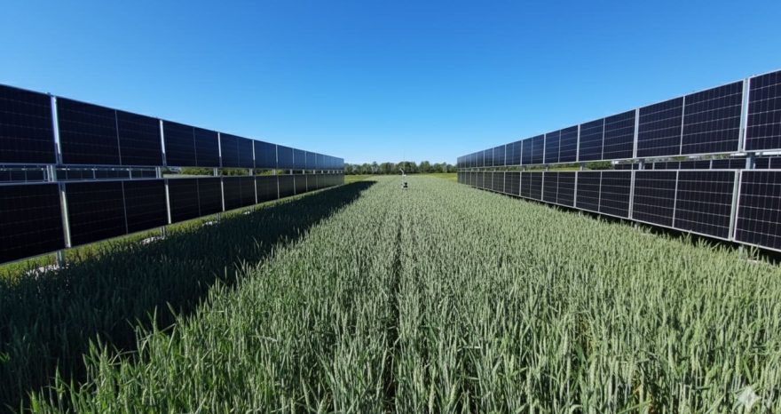 Rinnovabili • Agrivoltaico verticale, caso studio su un campo di grano