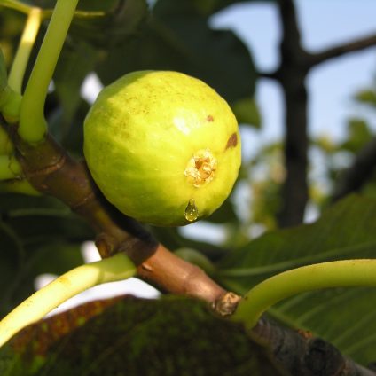 Rinnovabili • Favorire i processi naturali di crescita delle piante con i biostimolanti